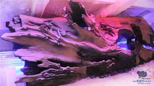 大树根雕和结冰的树枝
