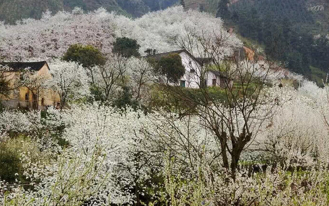 这里的农历二月,漫山遍野的梨花,在花海之中迷失