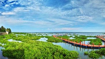 北海市内一日游（北海银滩+金海湾红树林+百年老街+标志性广场）