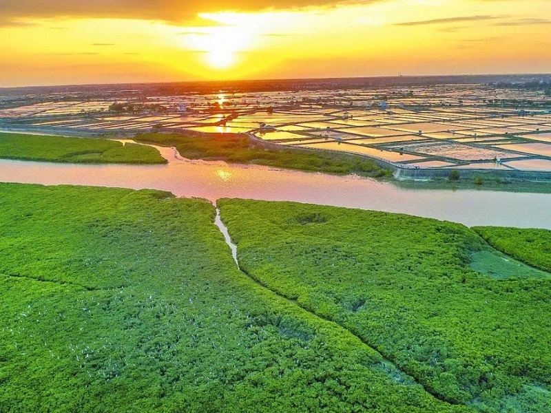 红树林